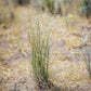 500 INDIAN RICEGRASS Nezpar Oryzopsis Hymenoides Stipa Sand Rice Grass Millet Grain Seeds