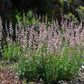 300 PALMERS PENSTEMON (Beardtongue / Balloon Flower) Penstemon Palmeri Flower Seeds