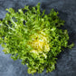 3000 GREEN CURLED ENDIVE (Frisée / Salad Endive / Moss Curled Endive / Escarole) Cichorium Endivia Vegetable Seeds