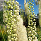 50 BLACK COHOSH Bugbane Actaea Racemosa Cimicifuga Bugbane Snakeroot Native White Shade Flower Herb Seeds