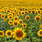 50 HOPI Black Dye SUNFLOWER Helianthus Annuus Flower Seeds