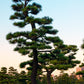 10 Japanese BLACK PINE TREE Evergreen Pinus Thunbergii Seeds