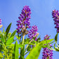 100 PERENNIAL LUPINE Blue Violet Lupinus Perennis Wild Lupine Sundial Purple Native Hummingbird Flower Seeds