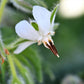 50 WHITE BORAGE Borago Officinalis Bianca Herb Flower Seeds