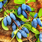 30 HONEYBERRY Blue Honeysuckle Lonicera Caerulea Edible Fruit Shrub Seeds