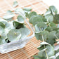 20 SILVER DROP EUCALYPTUS Gunnii Cider Gum Silver Blue Foliage Florist Tree Seeds