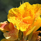 5 YELLOW CANNA LILY Indian Shot Canna Indica Flower Seeds
