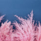 200 Ornamental PINK PAMPAS GRASS Cortaderia Selloana Rosea Seeds