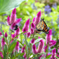 100 FLAMINGO FEATHER Wheat CELOSIA Spicata Pink & White Flower Seeds
