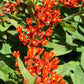 10 GAY BUTTERFLIES MILKWEED Red Yellow Orange Mix Asclepias Tuberosa Butterfly Weed Flower Seeds