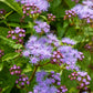 100 PURPLE MISTFLOWER (Hardy or Wild Ageratum) Eupatorium Coelestinum Blue Flower Seeds