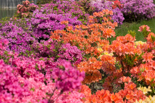 25 MIXED COLORS AZALEA Rhododendron spp. Red, Pink, Purple, White Flower Shade Bush Shrub Seeds