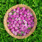 1500 RED CLOVER Monarchs Trifolium Pratense Rose Mauve Flower Ground Cover Seeds