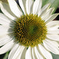 50 WHITE CONEFLOWER Echinacea Purpurea Flower Seeds