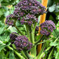 200 PURPLE SPROUTING BROCCOLI Brassica Oleracea Vegetable Seeds