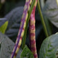 50 PURPLE PINKEYE COWPEA Southern Cow Pea Crowder Vigna Unguiculata Vegetable Legume Seeds