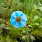 10 BLUE HIMALAYAN POPPY Tibetan Meconopsis Betonicifolia Flower Seeds