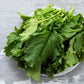 1500 SEVEN TOP TURNIP For Leaf Greens & Sprouts Brassica Rapa Vegetable Seeds