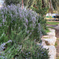 25 CHASTE BERRY TREE Vitex Agnus Castus Monk's Pepper Purple Fragrant Flower Seeds