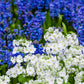 100 WHITE FAIRY PRIMROSE Primula Malacoides Baby Primrose Shade Houseplant Flower Seeds