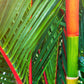 10 Red LIPSTICK PALM Sealing Wax Palm Cyrtostachys Renda Tree Houseplant Seeds