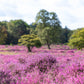 100 Scotch TRUE HEATHER Shrub Scot's Purple Pink Flower Calluna Vulgaris Seeds