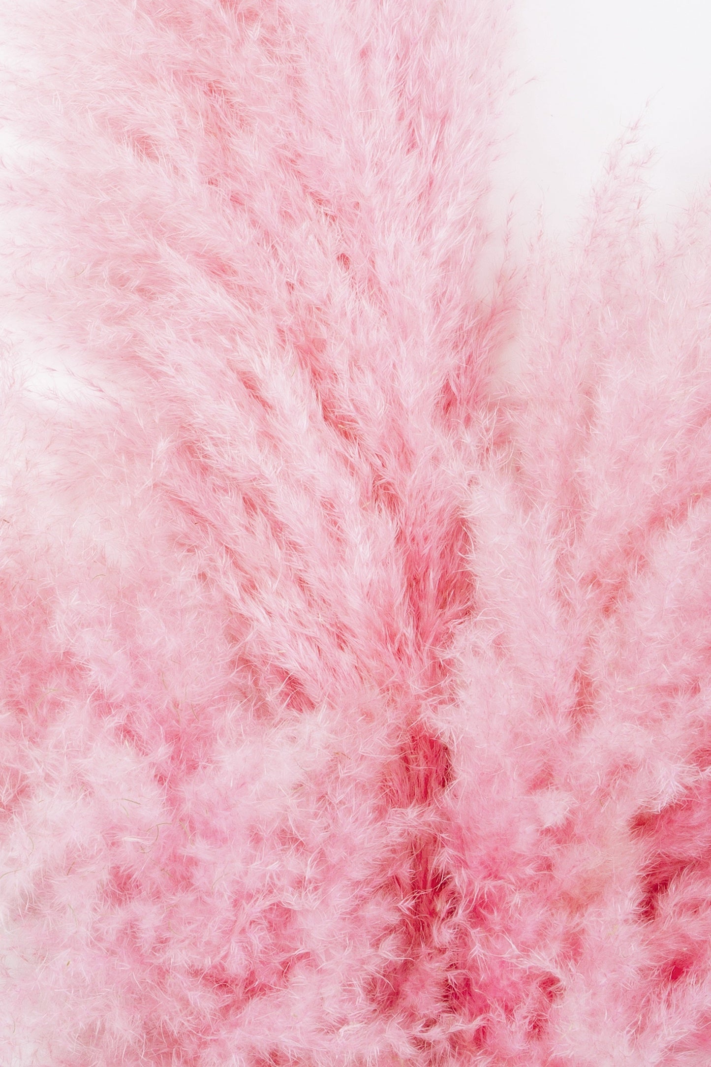 200 Ornamental PINK PAMPAS GRASS Cortaderia Selloana Rosea Seeds