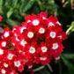 100 MIXED COLORS VERBENA Hybrida Compacta Flower Seeds