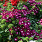 100 MIXED COLORS VERBENA Hybrida Compacta Flower Seeds
