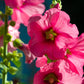 50 PINK CHECKERMALLOW Sidalcea Hendersonii Henderson's Checkerbloom Flower Seeds