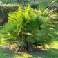 5 MEDITERRANEAN FAN PALM European Dwarf Tree Shrub Chamaerops Humilis Seeds