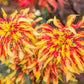 150 TRICOLOR AMARANTHUS PERFECTA Summer Poinsettia Amaranth Flower Seeds