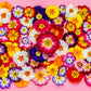 50 MIXED ENGLISH PRIMROSE Primula Vulgaris Acaulis Shade Houseplant Flower Seeds