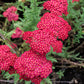 600 RED YARROW Achillea Millefolium Rubra Flower Seeds