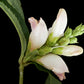 50 WHITE TURTLEHEAD Chelone Glabra Flower Seeds