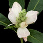 50 WHITE TURTLEHEAD Chelone Glabra Flower Seeds