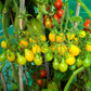 300 YELLOW PEAR TOMATO Lycopersicon Lycopersicum Fruit Vegetable Seeds