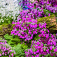 100 LAVENDER FAIRY PRIMROSE Purple Primula Malacoides Baby Primrose Shade Houseplant Flower Seeds