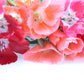 500 DOUBLE DEUCES GODETIA Grandiflora Clarkia Amoena Mixed Colors & Bicolor Flower Seeds