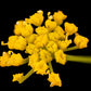 150 GOLDEN ALEXANDER (Golden Zizia / Meadow Zizia) Zizia Aurea Flower Seeds