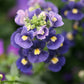 50 BLUE GEM NEMESIA Strumosa Flower Seeds