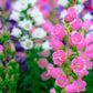 100 MIXED CANTERBURY BELLS - Crown Mix Campanula Medium Flower Seeds