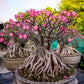 10 Mixed DESERT ROSE / ADENIUM Obesum African Houseplant Flower Seeds