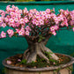 10 Mixed DESERT ROSE / ADENIUM Obesum African Houseplant Flower Seeds