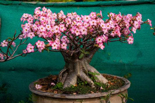 10 Mixed DESERT ROSE / ADENIUM Obesum African Houseplant Flower Seeds
