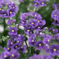 50 BLUE GEM NEMESIA Strumosa Flower Seeds