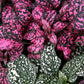 10 Dwarf ROSE Pink POLKA DOT PLANT Splash Select Hypoestes Phyllostachya Flower Houseplant Seeds