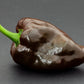 40 MULATO ISLENO PEPPER Brown Mildly Hot Ancho Poblano Capsicum Vegetable Seeds