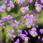 5 CHINESE MEADOW RUE Pink Yunnan Thalictrum Dipterocarpum Delavayi Flower Seeds