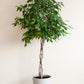 50 WEEPING FIG Ficus Benjamina Benjamin Indian Rubber Tree Houseplant Seeds